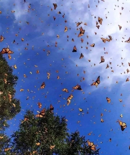 Cónoce el Suantuario de la Mariposa Monarca