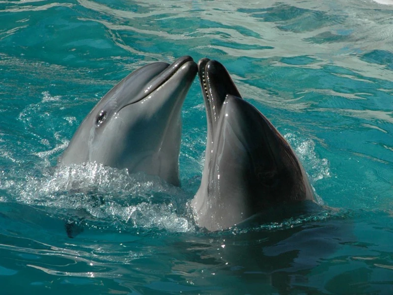 Nado con delfines