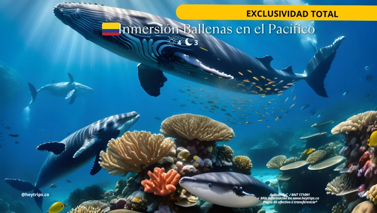 INMERSIÓN RESPONSABLE BALLENAS EN EL PACÍFICO