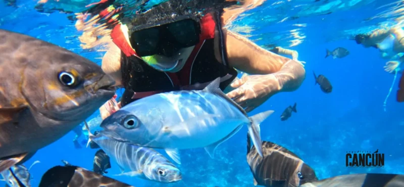 Cozumel desde Cancún: tour, snorkel y consejos