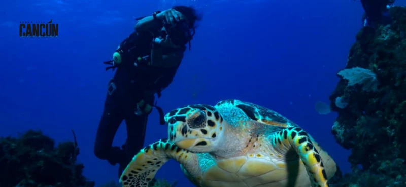 Isla Mujeres todo incluido: qué esperar del tour