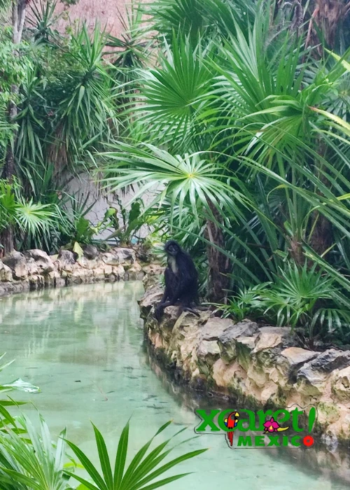 Xcaret o Xcaret Plus: diferencias claras para decidir bien