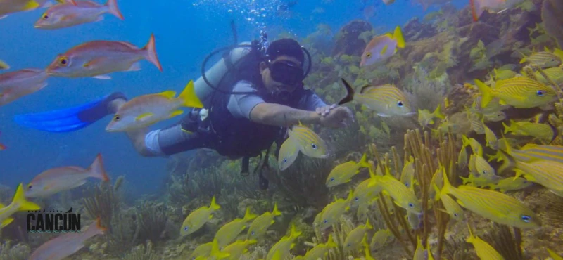 Vale la pena Isla Mujeres. Guía completa y consejos para reservar desde Cancún