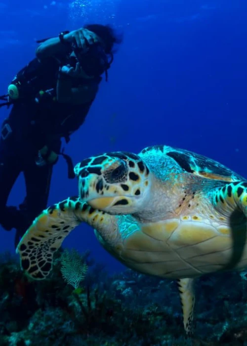 Vale la pena Isla Mujeres. Guía completa y consejos para reservar desde Cancún