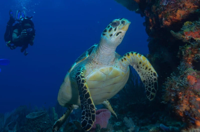 ISLA MUJERES BUZOS PRINCIPIANTES