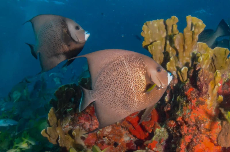 ISLA MUJERES BUZOS PRINCIPIANTES