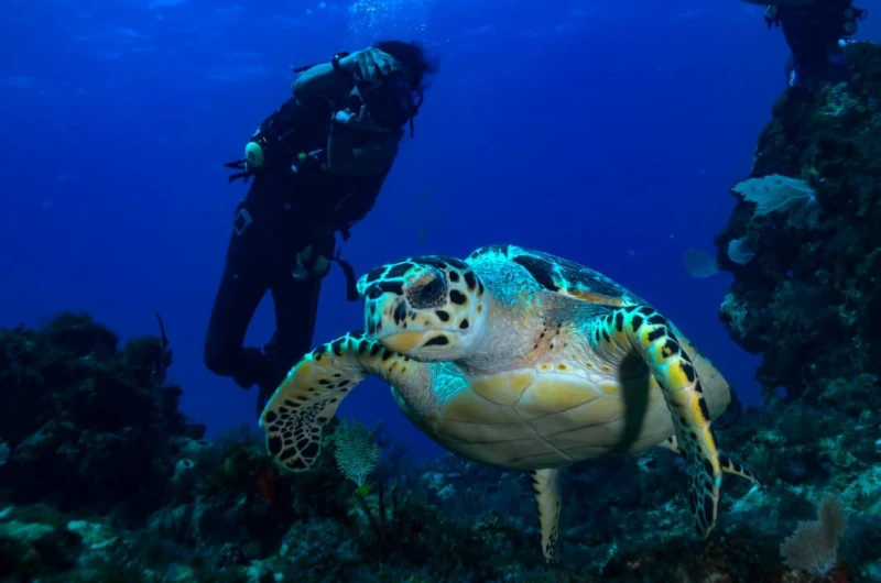 ISLA MUJERES BUZOS CERTIFICADOS