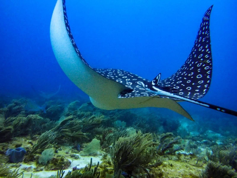 ISLA MUJERES BUZOS CERTIFICADOS