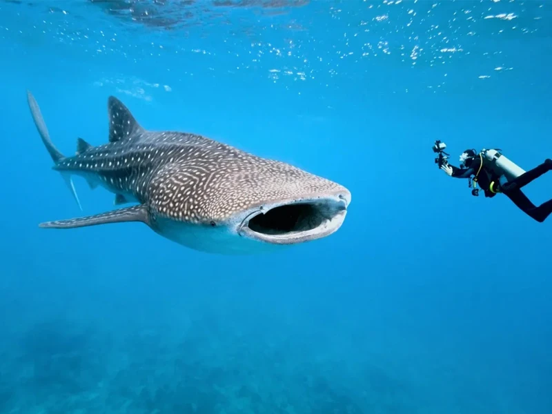 NADO CON TIBURON BALLENA (JUN-SEP)