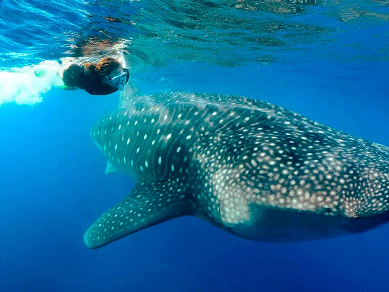 NADO CON TIBURON BALLENA (JUN-SEP)