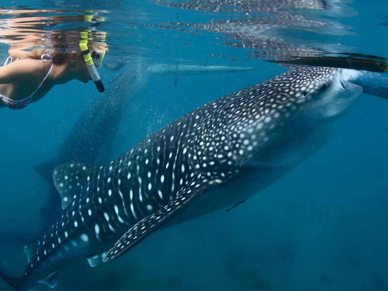 NADO CON TIBURON BALLENA (JUN-SEP)