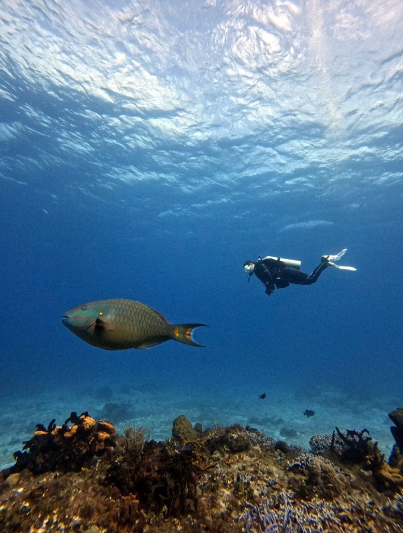 COZUMEL BUCEO PRINCIPIANTES DESDE BARCO