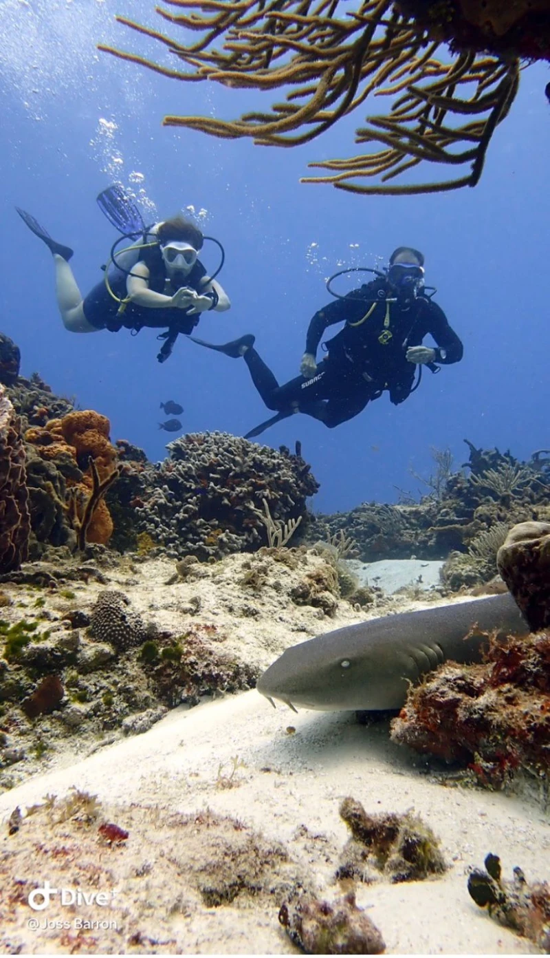 COZUMEL BUCEO PRINCIPIANTES DESDE COSTA