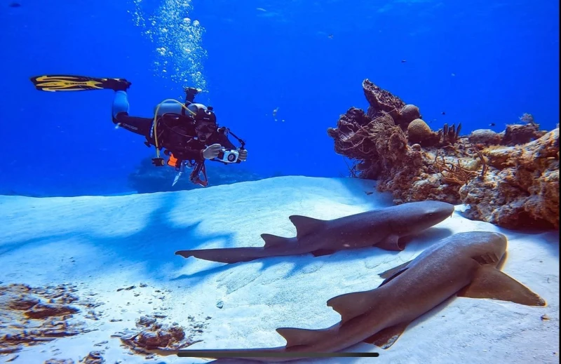 COZUMEL BUCEO PRINCIPIANTES DESDE COSTA