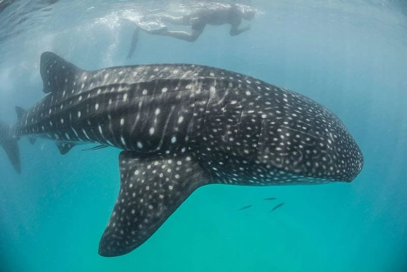 Nado con Tuburon Ballena