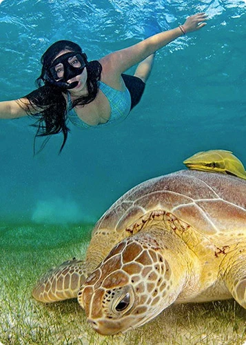 Tulum + Akumal Nado con Tortugas