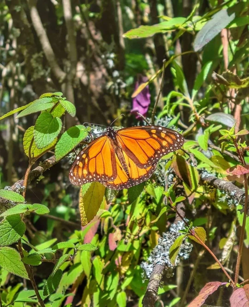 Imagen de MARIPOSA MONARCA Y FERIA ESFERA TLALPUJAHUA