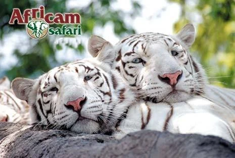 AFRICAM SAFARI