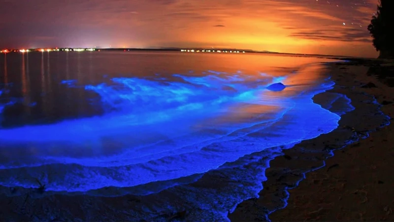 Bioluminiscencia y Playas de Oaxaca