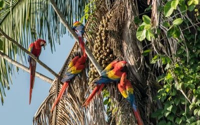 Las Guacamayas