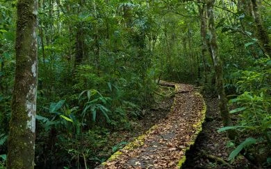Selva Lacandona