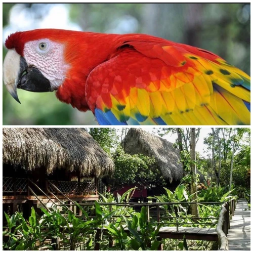 Las Guacamayas Lodge Resort, Selva Lacandona, Chiapas México